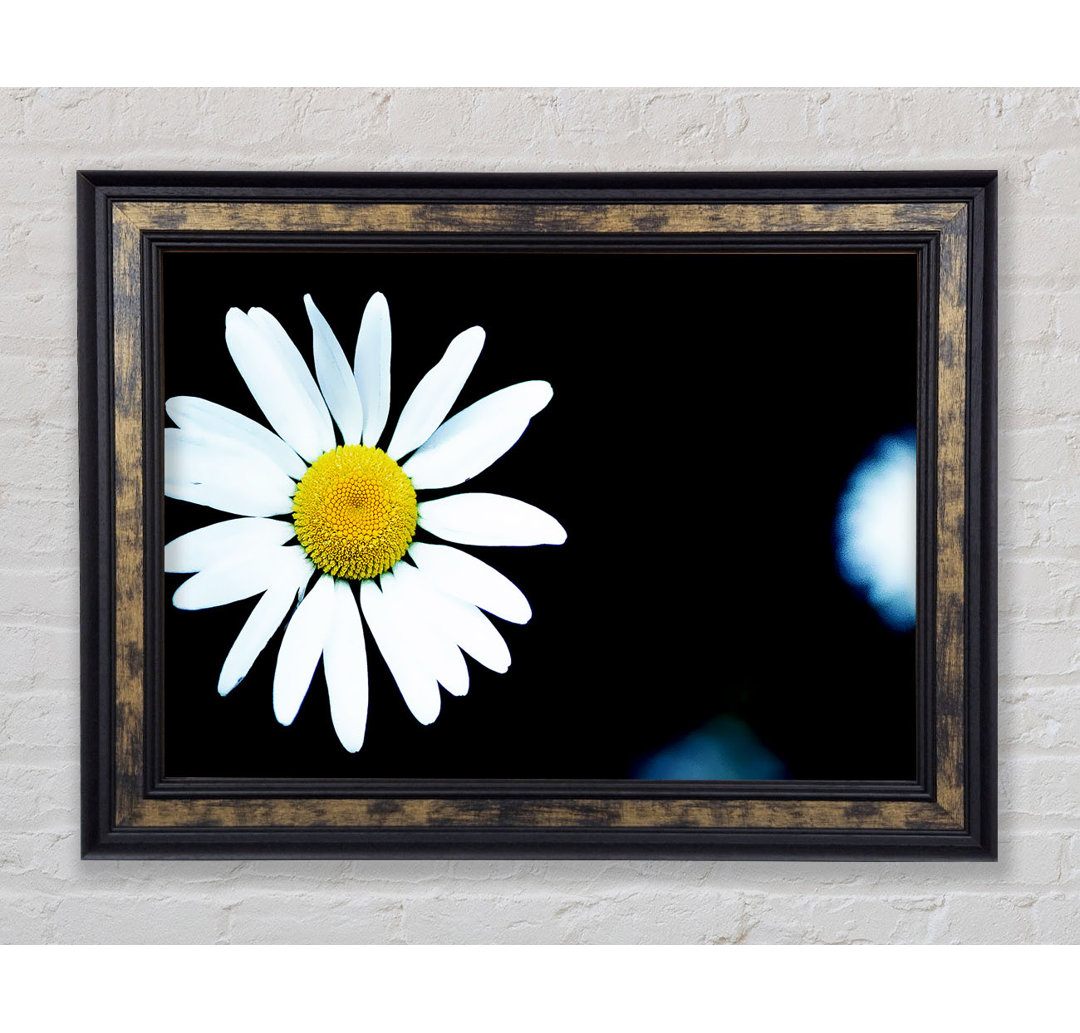 Gerahmtes Leinwandbild Single White Daisy