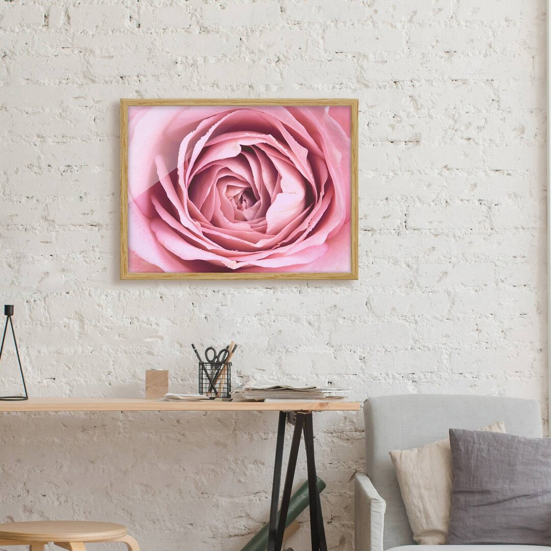 Gerahmtes Poster Pink Rose Flower