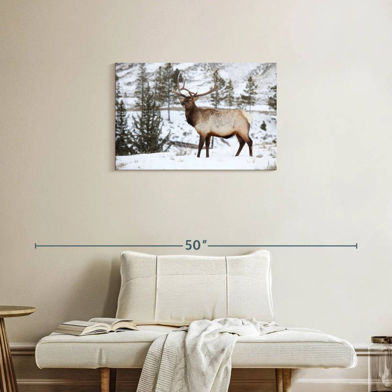 Wapiti d'hiver, H 20 po x l 30 po