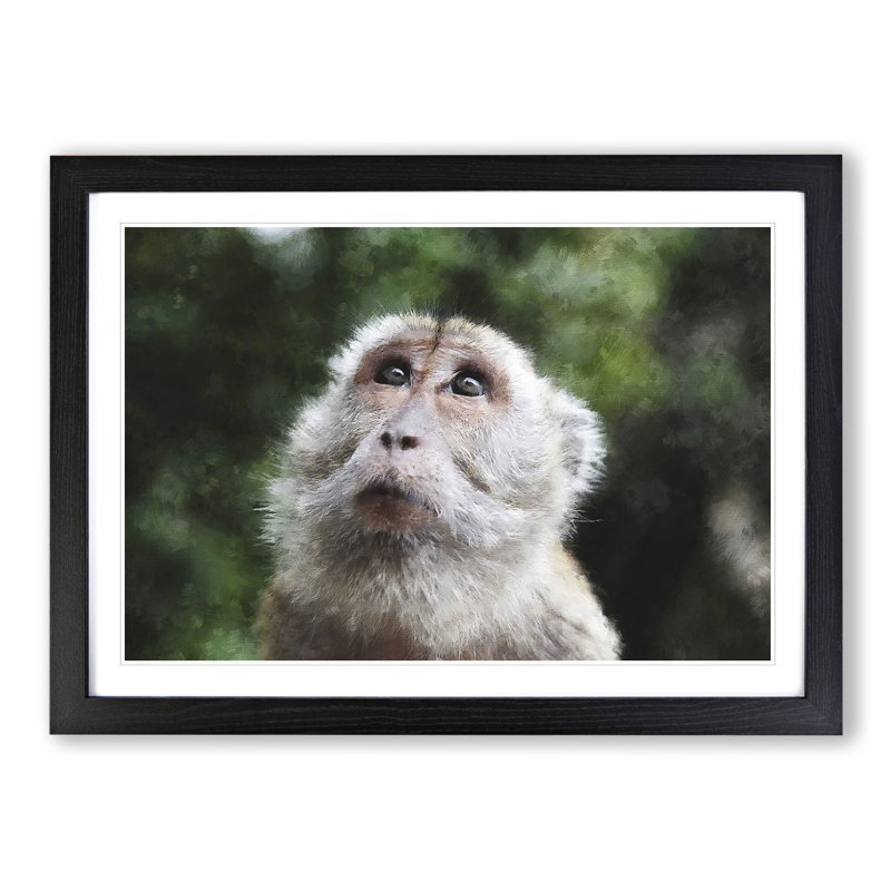 Macaque Monkey - Framed Print, 48cm H x 65cm W x 2cm D, Black Framed