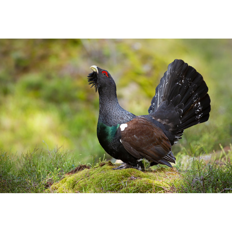 Western Capercaillie Male Displaying With Open Tail In Forest by Jmrocek - Wrapped Canvas Print, 20.32cm H x 30.48cm W