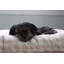 Lit pour chien Buffalo-56468088-56468084