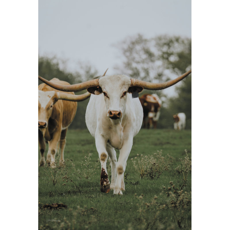 «Longhorn in Amarillo I» sur toile par Dakota Diener, H 30 po x l 20 po x P 1,25 po