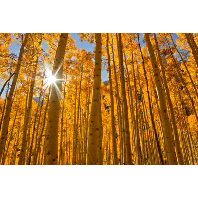 Fall Aspen Trees by RondaKimbrow - Wrapped Canvas Print