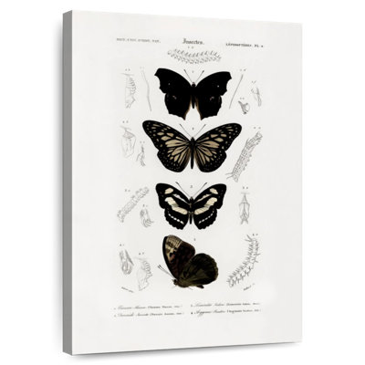 Collection Of Butterflies I