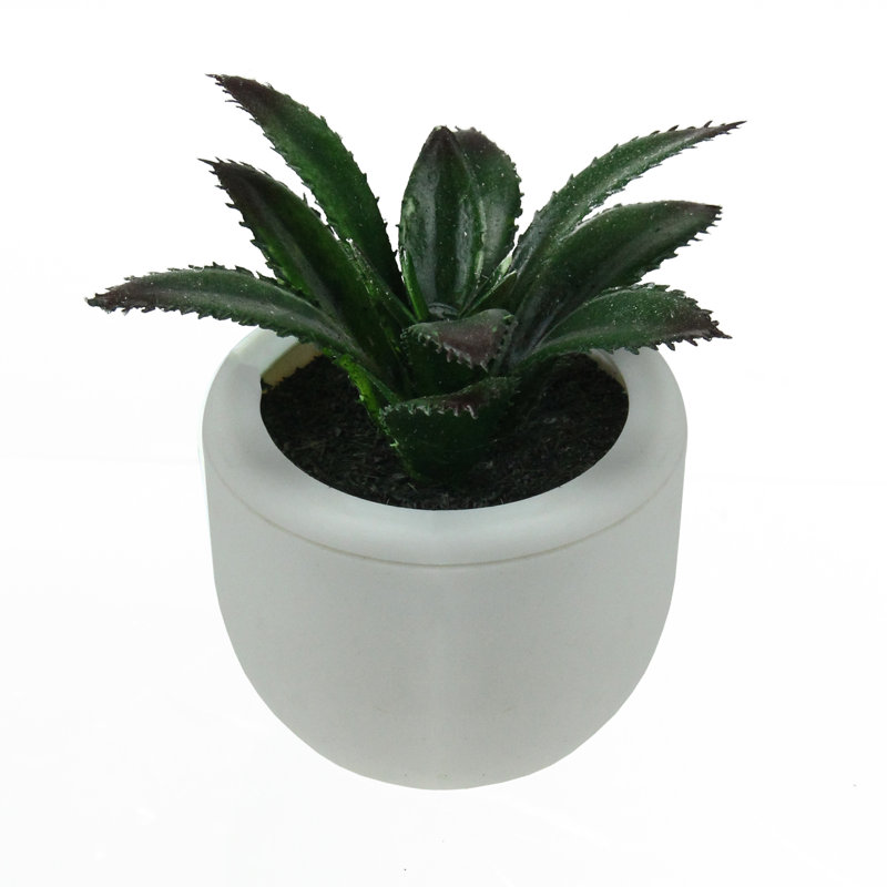 Mini-plante grasse blanche 3,75 po