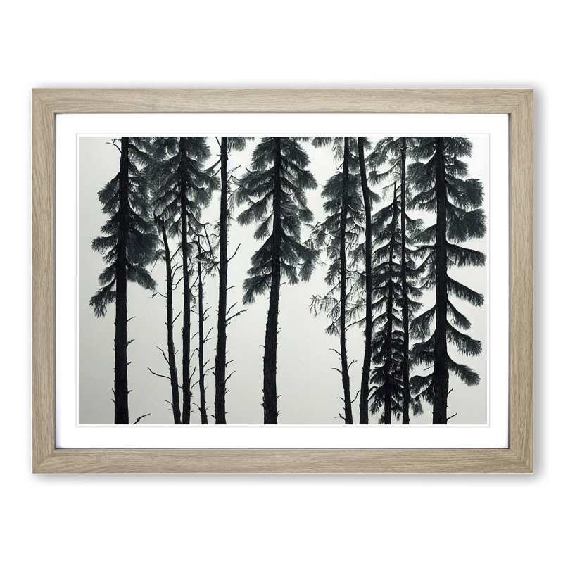 Great Pine Tree Forest 1 Piece Single Picture Frame and Floater Frame Wall Art, 25cm H x 34cm W, Oak