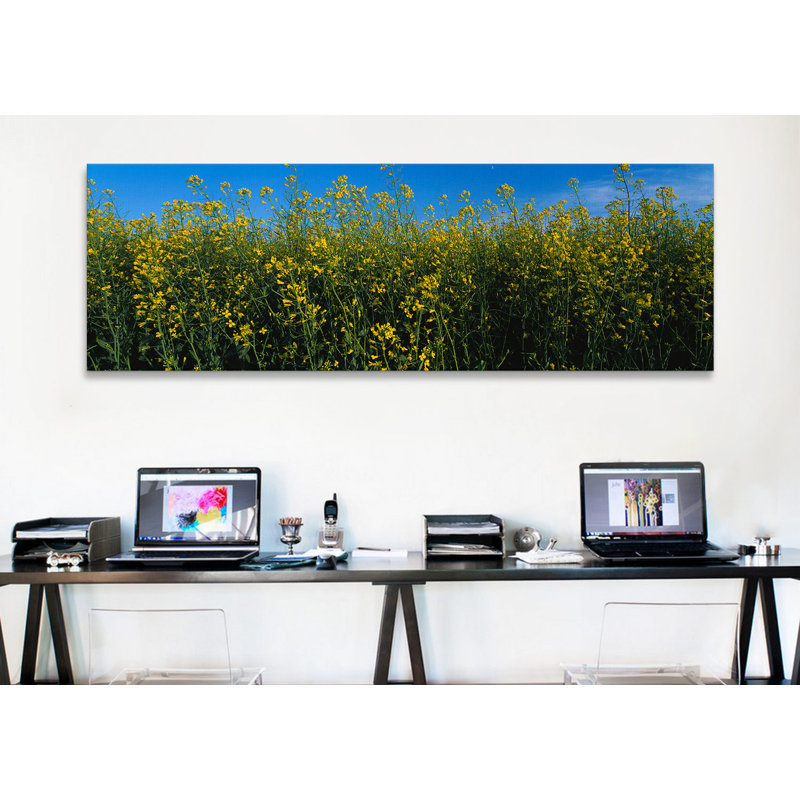 Fleurs de canola dans un champ, Edmonton, Alberta, Canada par Panoramic Images - reproduction de photo, Toile tendue