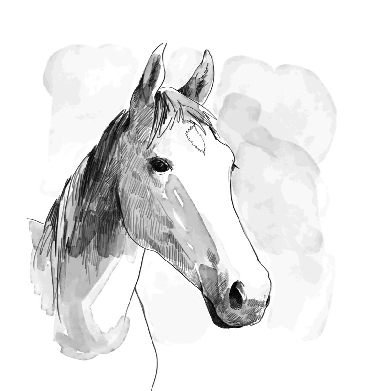 Croquis de cheval sépia, H 12 po x l 12 po