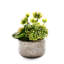 Faux Succulent Plant in Ceramic Planter