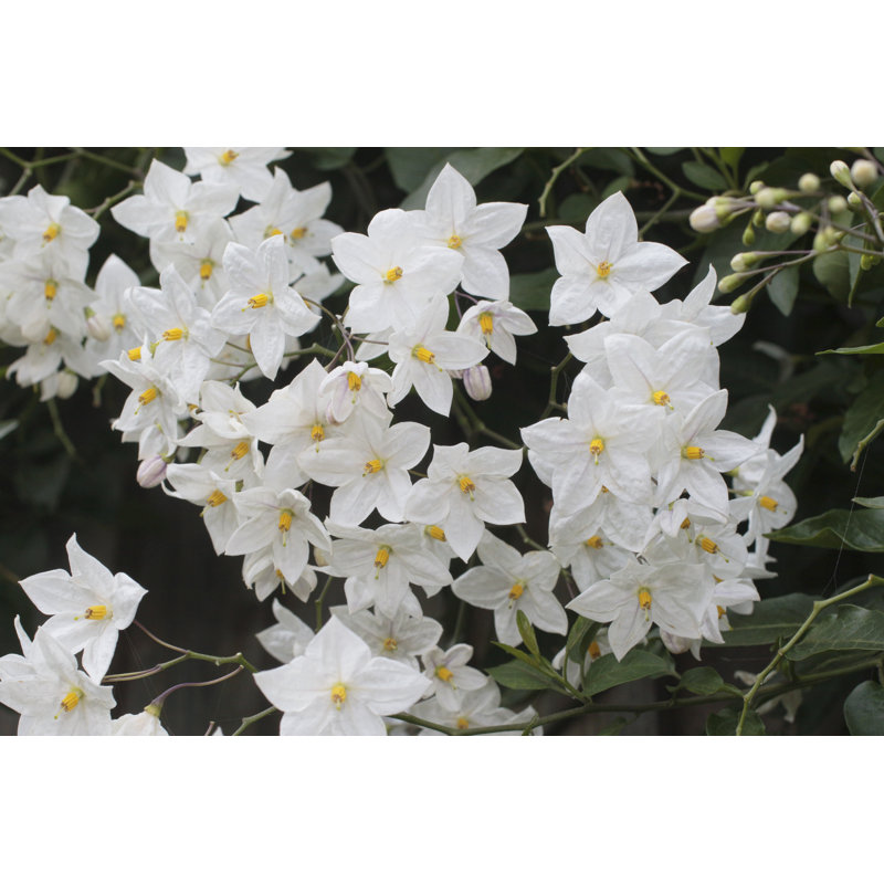 Solanum jasminoides, 51cm H x 76cm W