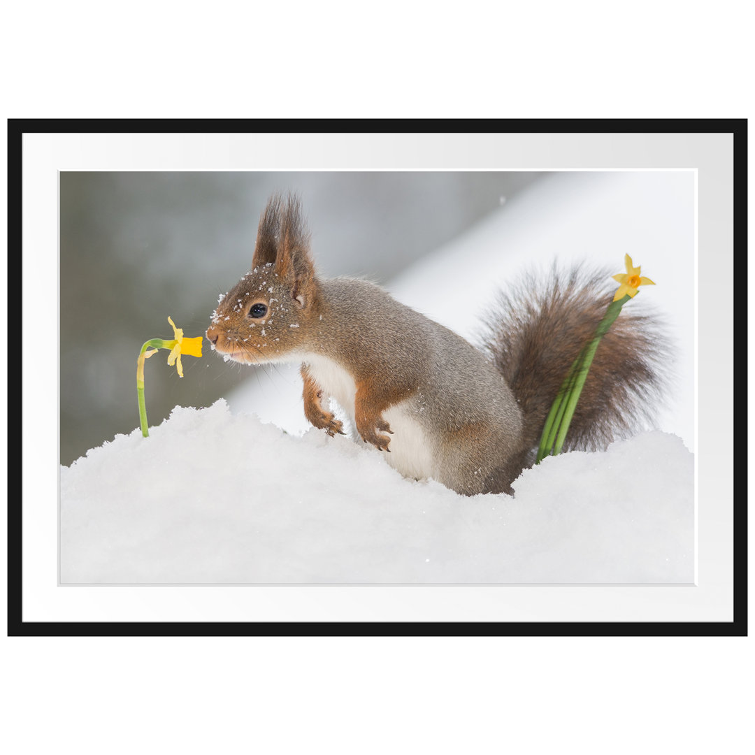 Gerahmtes Poster Eichhörnchen im Schnee