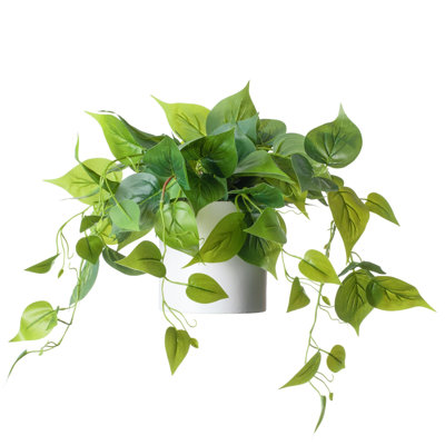 14" Pothos Plant in Pot