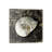 Marble Shell Series II-2027555562