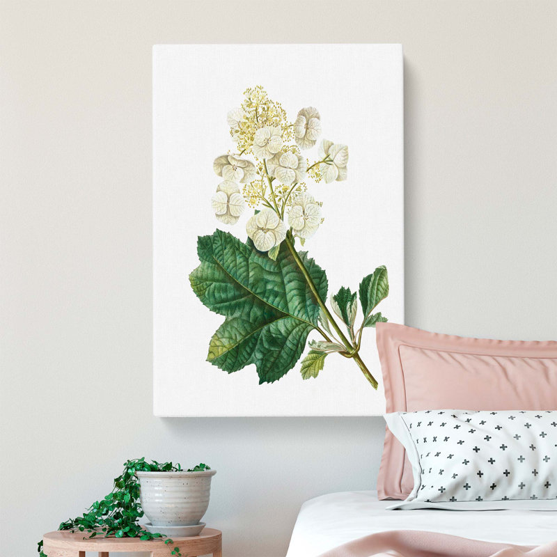 Oakleaf Hydrangea by Pierre-Joseph Redoute - Wrapped Canvas, 76cm H x 50cm W x 3cm D