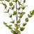 38" Natural Touch Mini Eucalyptus Spray 