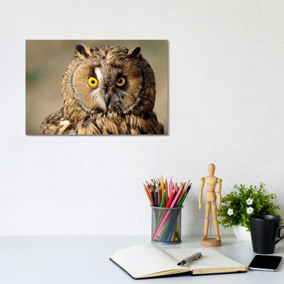 Owl 1 Piece Wrapped Canvas Wall Art