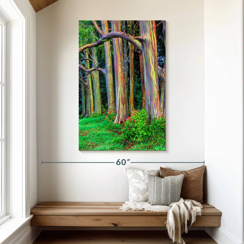 Arbres d'eucalyptus Alvord Maui Rainbow, H 48 po x l 32 po