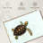 Brampt Baby Turtle-108694121