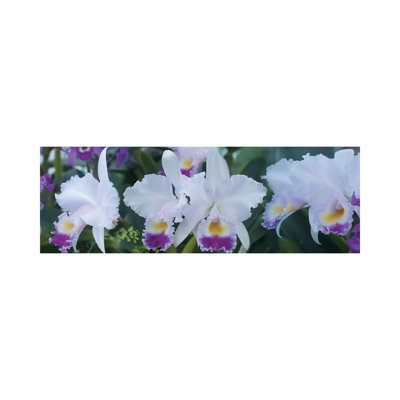Close-Up Of Orchid Flowers I - Wrapped Canvas Panoramic Print