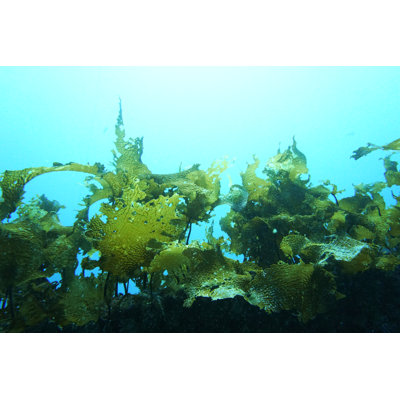 Wakame Seaweed by Makolovefish - Wrapped Canvas Print