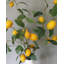 Branche de citron artificielle 37,5 po