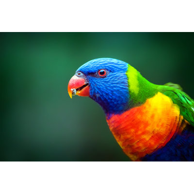 " Rainbow Lorikeet "