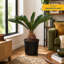 Sago Palm Tree in Nursery Pot
