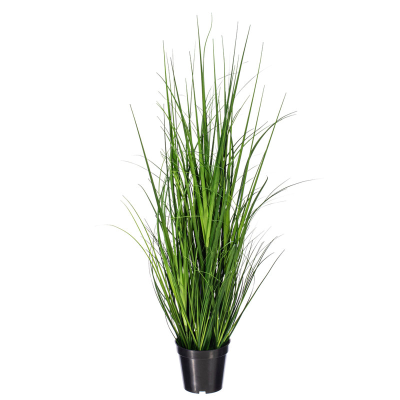 Citronnelle verte en pot 36 po, H 36 po x l 8 po x P 8 po