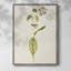 Mauve Garden Flowers IV, reproduction encadrée - bois massif-881447064