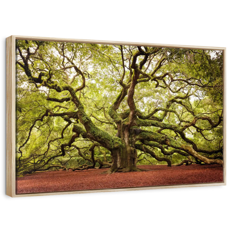 Chêne Charleston Angel, Cadre flottant en bois naturel, 40 po x 27 po