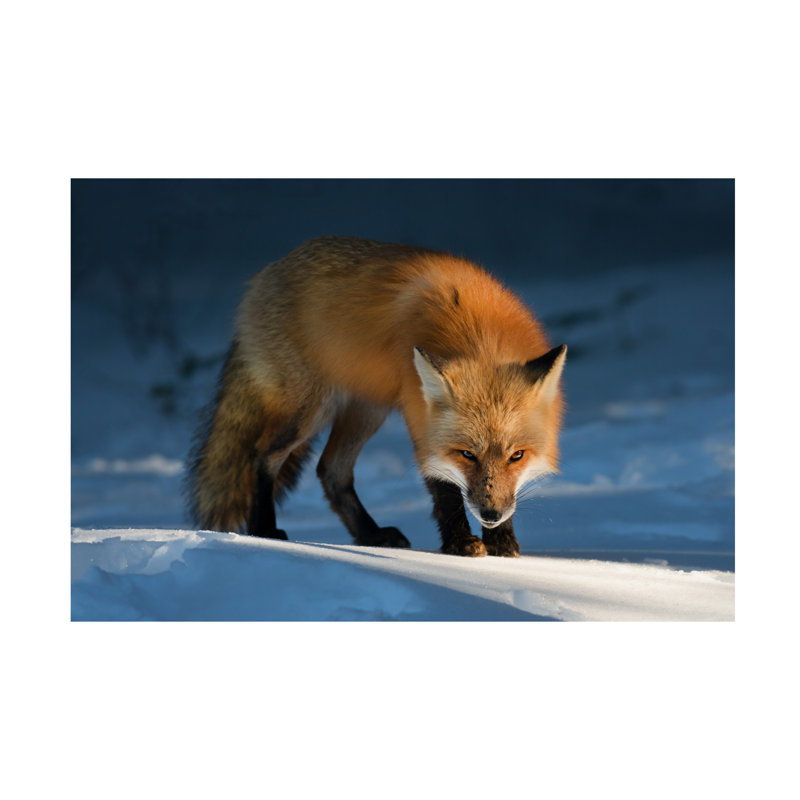 Art sur toile renard roux, Susan, H 16 po x l 24 po