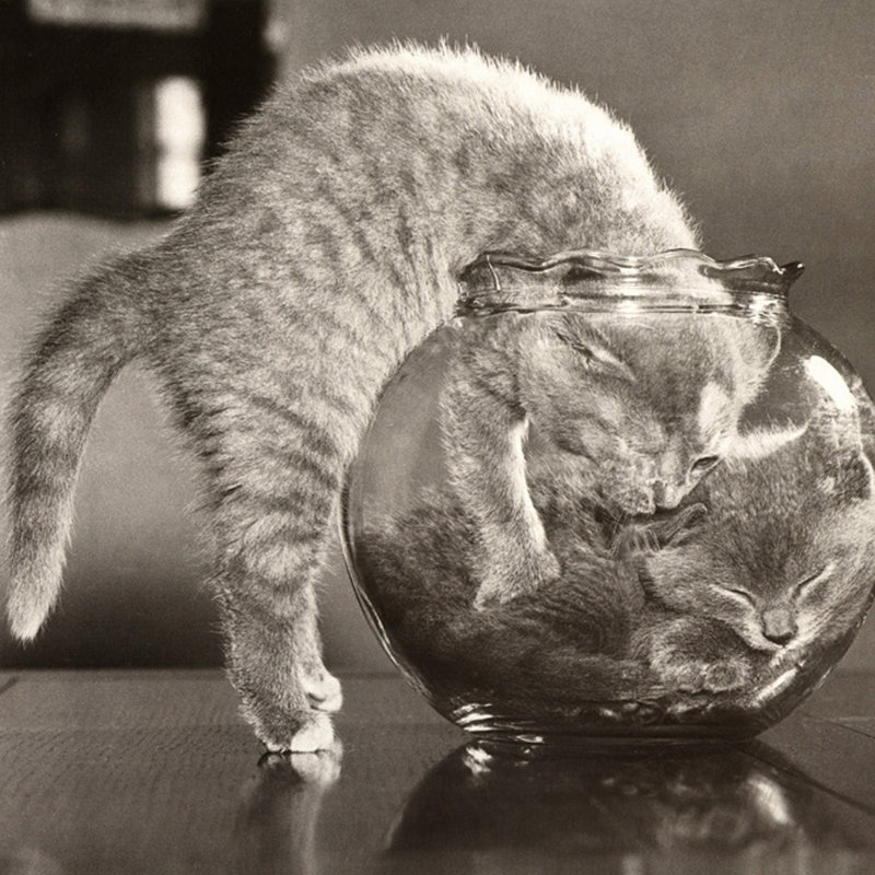 Un bol de chats, H 20 po x l 20 po