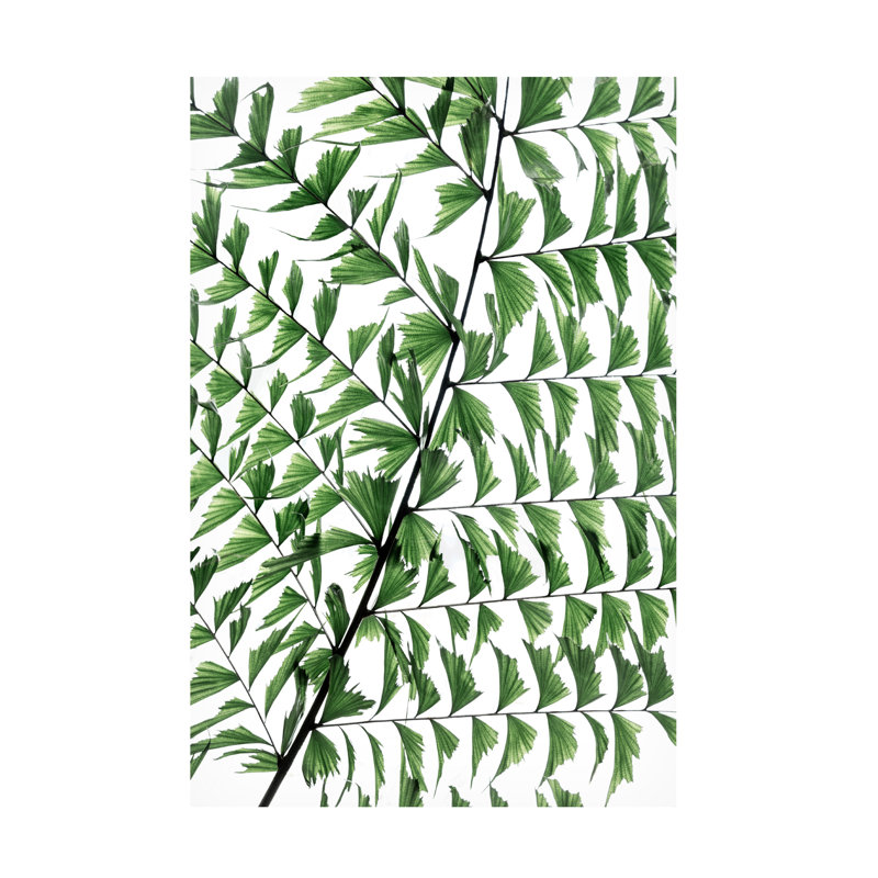 Art sur toile, branches de bologle bolognais, H 12 po x l 19 po