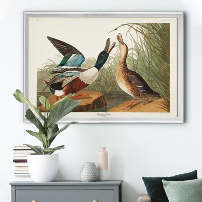 " Shoveller Duck "