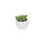 Plante molle en pot de céramique