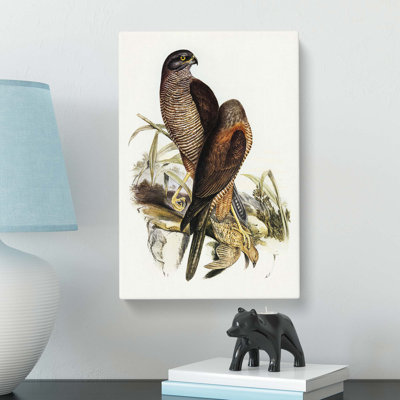 'Australian Goshawks' by Elizabeth Gould - Wrapped Canvas