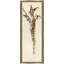 Napa Valley 1872 Herbarium VI Print