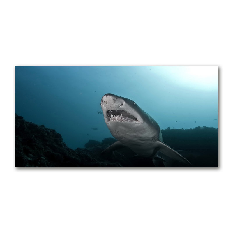 Big Shark - Wrapped Canvas Print