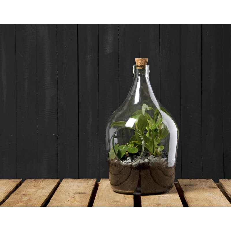Diy Set Terrarium Bottle 3 Litre
