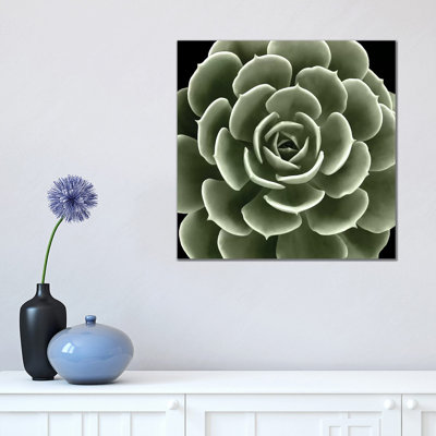 Green Succulent IV by Mia Jensen - Wrapped Canvas Print