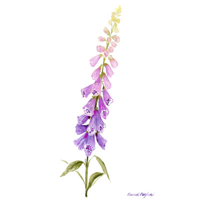 " Annie's Foxglove I " by Grace Popp