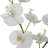  Glory Orchid