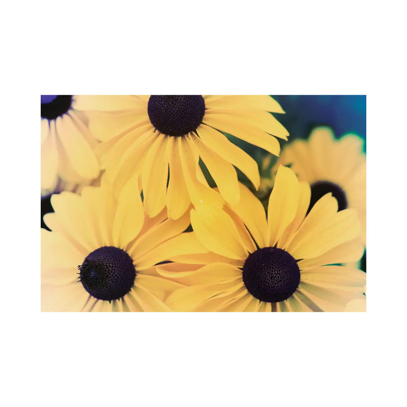 Susans II 1 Piece Wrapped Canvas Wall Art, 30.48 cm H x 45.72 cm W