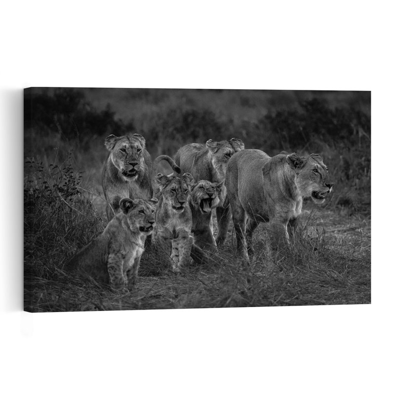 Lion Pride Walk Contemporary Cat Lion Nature Wildlife Wall Art Print 1 Piece Wrapped Canvas Wall Art, 101.6cm H x 152.4cm W