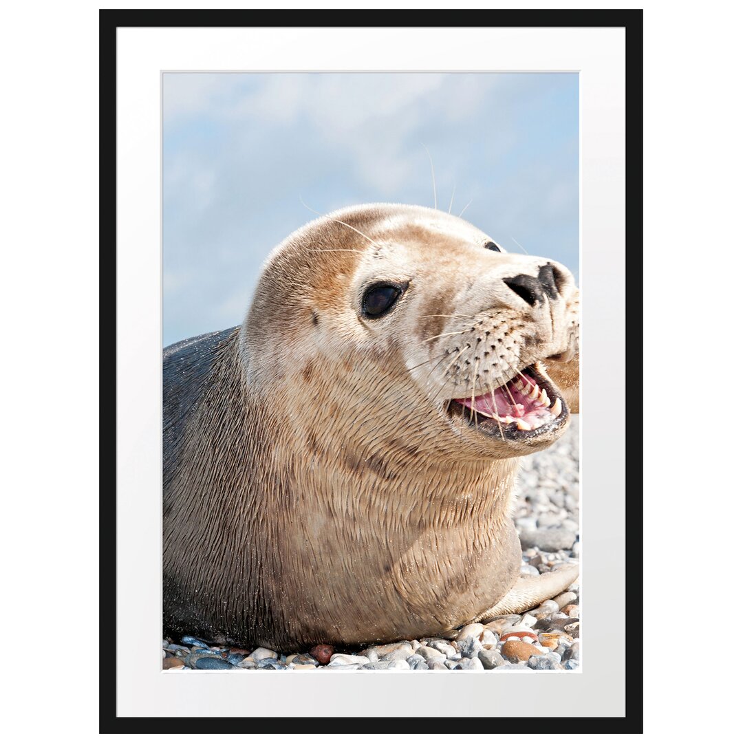 Gerahmtes Poster Süße Robbe auf Steinstrand