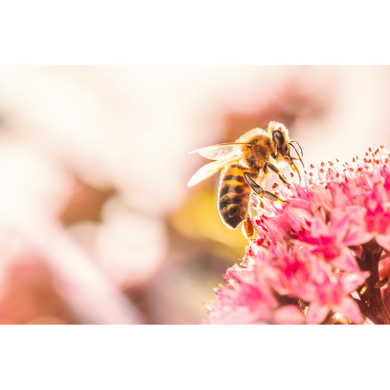 Honey Bee - Wrapped Canvas Print, 51cm H x 76cm W x 3.8cm D