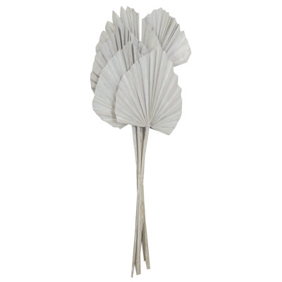 Palm Spear Plant
