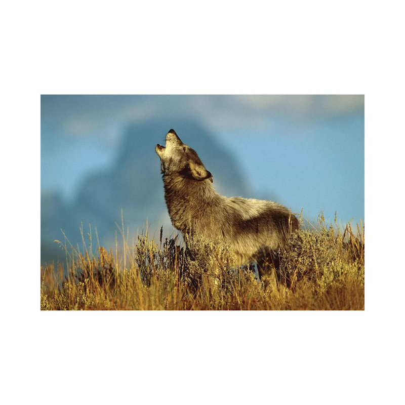 Timber Wolf Adult Howling, Teton Valley, Idaho by Tom Vezo - Wrapped Canvas Painting, 66.04 cm H x 45.72 cm W x 1.91 cm D