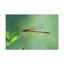 No Frame Print on Canvas-989649784